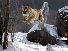 老虎的天敌是谁 老虎怕什么动物