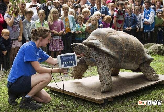 最大的乌龟体长1.8米重375公斤 世界上最大的龟是什么龟