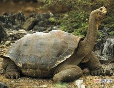 最大的乌龟体长1.8米重375公斤 世界上最大的龟是什么龟