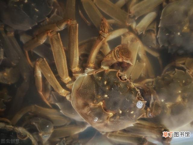 螃蟹买多吃不完怎么保存 大闸蟹怎么保存味道才不会变