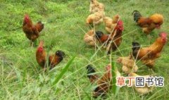 农村散养土鸡需要注意些什么 农村散养土鸡需要注意事项