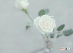 白玫瑰的花语是什么（白玫瑰代表什么意思)