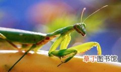 螳螂吃什么植物 螳螂的食物