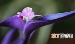 如何养紫罗兰养紫罗兰有六种必要的方法 紫罗兰的栽培方法