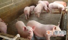 养猪保密配方 养猪业是我国农业中的重要产业吗