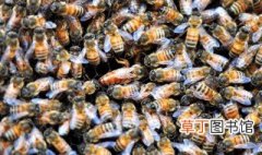 意蜂春繁技术管理诀窍 蜜蜂春繁要注意什么