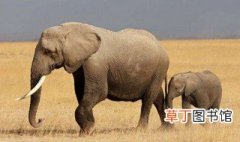 大象的寓意 大象有何寓意呢