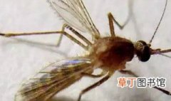 对蚊子过敏是什么症状 对蚊子过敏的症状是什么呢