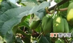 软枣猕猴桃种植技术管理 软枣猕猴桃种植技术管理介绍