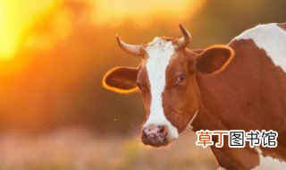 如何养殖奶牛 养殖奶牛的方法