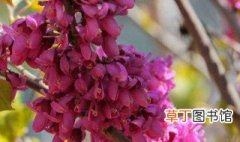 紫荆花适合在什么气候种植，紫荆花适合在北方种植吗