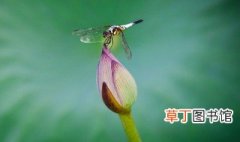 描写蜻蜓的诗句 描写蜻蜓的诗句 有哪些