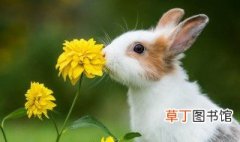 赞美兔子的诗句 赞美兔子的诗句内容