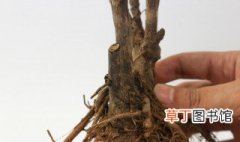 牡丹花根怎么种 牡丹花根的种植方法