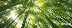 竹子的寓意及用途介绍 竹子代表什么含义