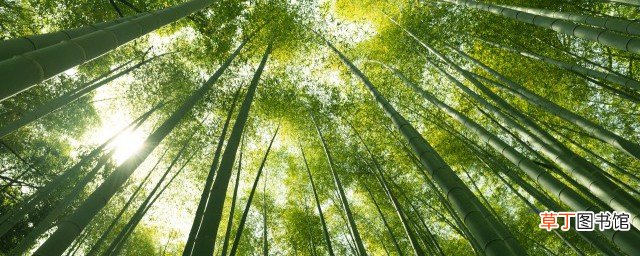 竹子的寓意及用途 竹子的寓意及用途 介绍
