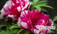 上海牡丹花什么时候种植最好 上海适合种植牡丹吗