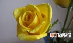 黄玫瑰的寓意 黄玫瑰有什么寓意