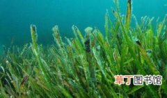 海藻怎么种 海藻怎么如何种