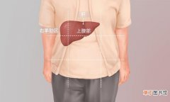 人的肝脏在身体哪个部位 肝在身体哪个位置示意图