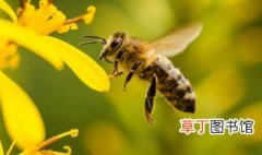 办蜜蜂养殖证需要哪些手续 你知道吗