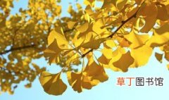 银杏树叶的寓意 银杏叶的寓意和花语是什么