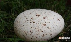 常吃鹅蛋的4个好处 鹅蛋有什么营养与功效