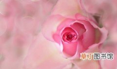 粉玫瑰的寓意 粉玫瑰的寓意是什么
