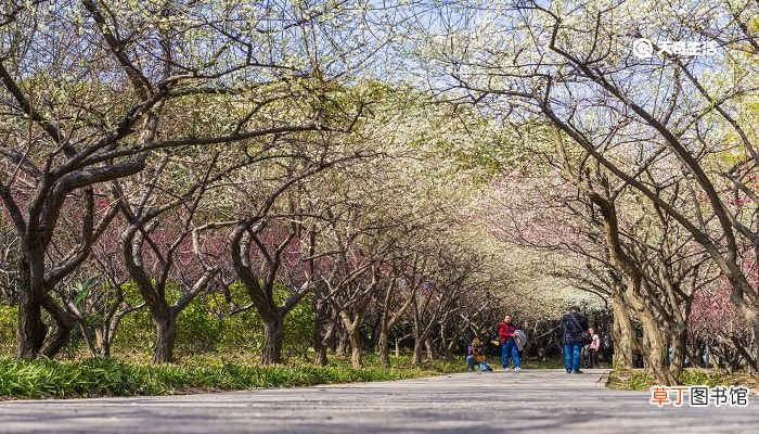 榆林市春季赏花去哪里 推荐一下榆林春季赏花景点
