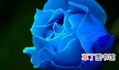 蓝玫瑰的含义是什么 蓝玫瑰的寓意
