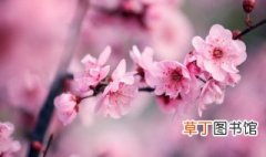 南京花是什么 南京市的市花