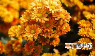 日本国花是什么 日本国花介绍