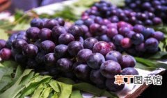 中国种植葡萄始于哪一什么时期 中国种植葡萄始于西汉