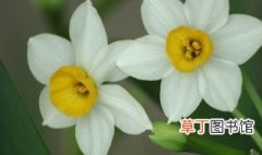 水仙花的花语和象征是什么 水仙花的花语有哪些