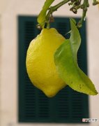 柠檬皮的6个作用 柠檬皮的作用与功效分享