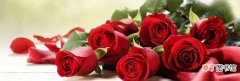 19朵玫瑰花的寓意及象征 十九朵玫瑰代表什么