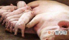 母猪养殖方法 母猪怎么养殖