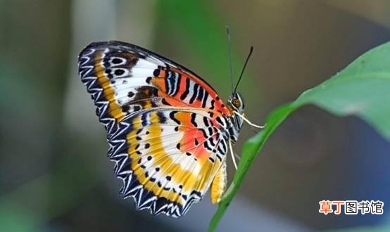 飞蛾和蝴蝶的区别概念 蝴蝶和飞蛾的区别有哪些
