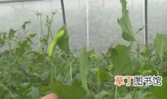 豆虫的养殖方法 豆虫养殖的方法