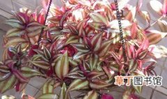 紫竹吊兰的养殖方法 紫竹吊兰如何养殖