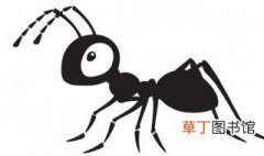 蚂蚁是用什么来辨味的 蚂蚁利用什么分辨气味呢