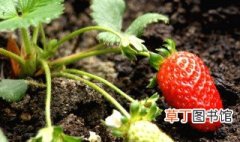 草莓怎么缓苗 草莓缓苗方法