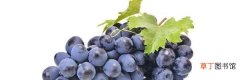 葡萄最佳种植季节 葡萄属于什么植物