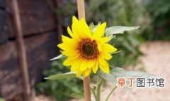 太阳花怎么留种子 太阳花留种子的方法