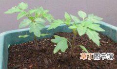 小西红柿种子怎么种植 小西红柿种子种植方法