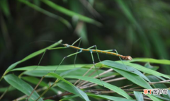 竹节虫的生活习性特点 竹节虫是益虫还是害虫