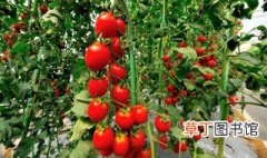 大棚番茄最全冬季施肥方案 大棚番茄施肥方法