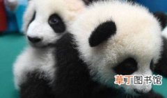 熊猫的三个特点是什么 熊猫的特征