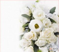 白玫瑰的花语是啥 白玫瑰花的花语和寓意