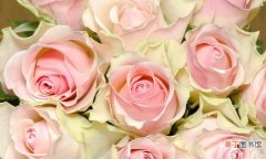 不同数量玫瑰的含义 玫瑰花语每朵代表什么